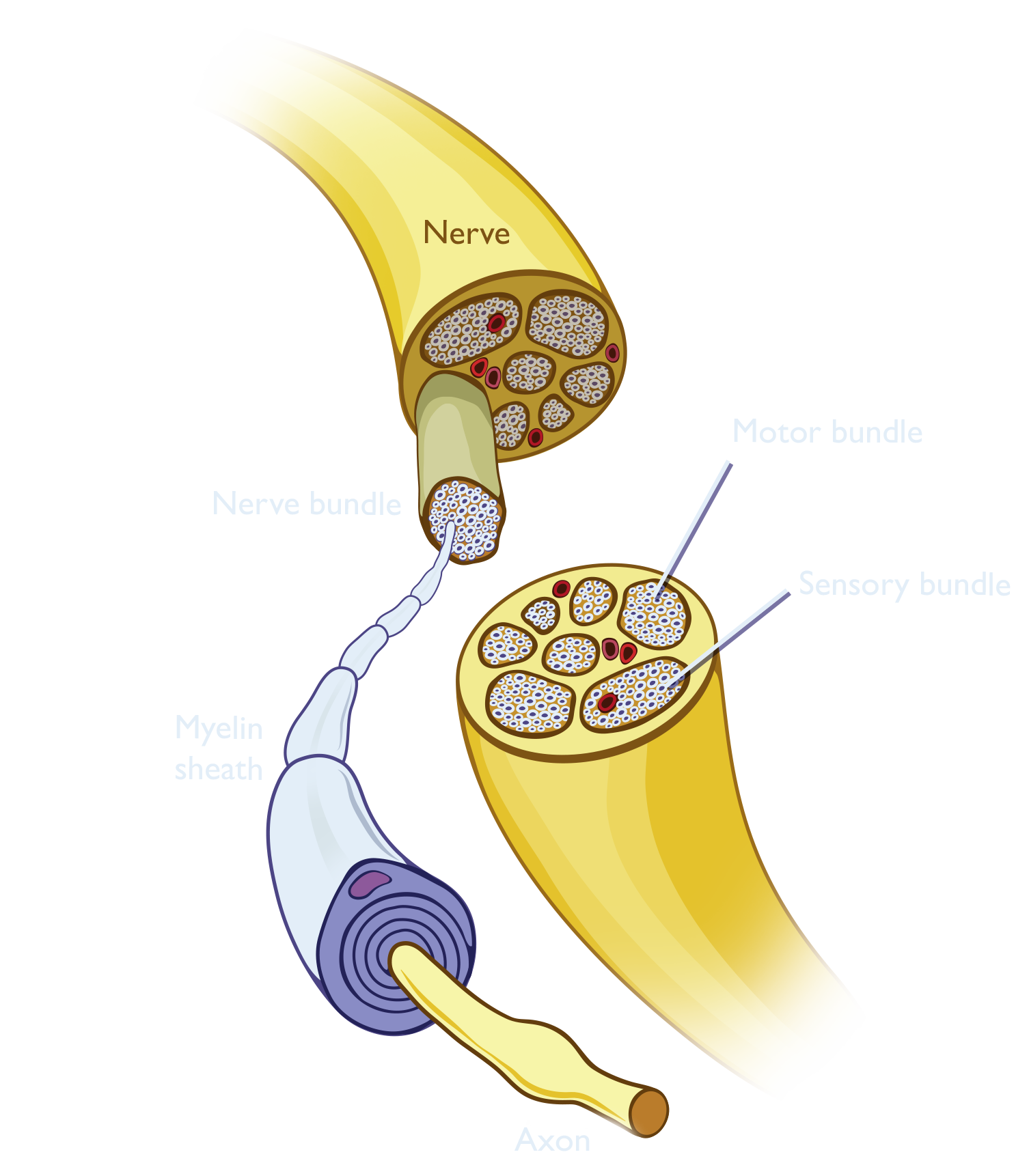 Cross-section of a nerve bundle